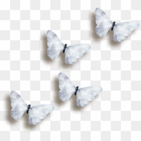 Transparent Black And White Butterfly Png - Transparent Background Butterflies Transparent, Png Download - white butterfly png