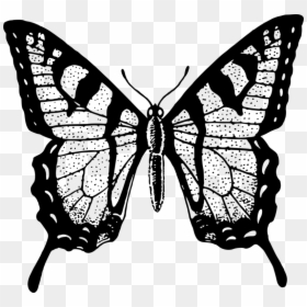 Black And White Butterfly Png - Black And White Butterfly Transparent, Png Download - white butterfly png