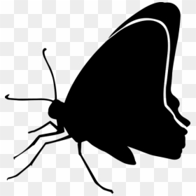Transparent Black And White Butterfly Png - Black Butterflies Png, Png Download - white butterfly png
