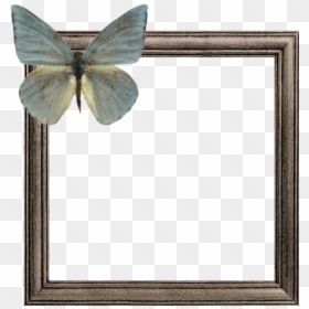 #wooden #frame #frames #butterfly #brown #green #border - Picture Frame, HD Png Download - wooden frames png