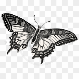White Butterfly Png, Transparent Png - white butterfly png