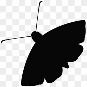 Moth Download Png Image - Moth Silhouette, Transparent Png - white butterfly png