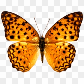 Colorful Butterfly Wallpapers Free Download Ultra Hd - Butterfly Free Png, Transparent Png - white butterfly png