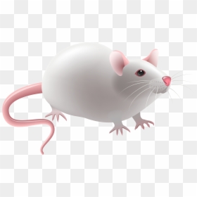 Mouse Png Clip Art - Mouse Clipart Png, Transparent Png - mouse.png
