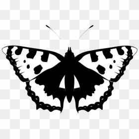 Black White Butterfly Silhouette - Black Silhouette Butterfly Png, Transparent Png - white butterfly png