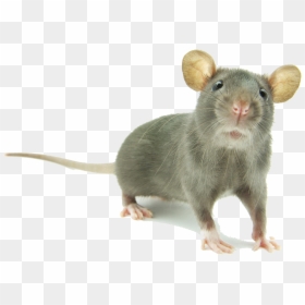 Mouse Png Images Hd - Cute Mouse Animal Png, Transparent Png - mouse.png