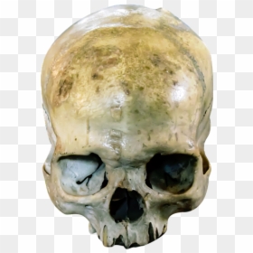 Skull, Head, Dead, Horror, Bone, Human, Dark, Spooky - Horror Head Png, Transparent Png - human head png