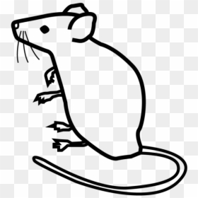 Rat Png Icon White, Transparent Png - mouse.png