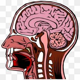 Transparent Brain Vector Png - Inside Of The Human Head, Png Download - human head png