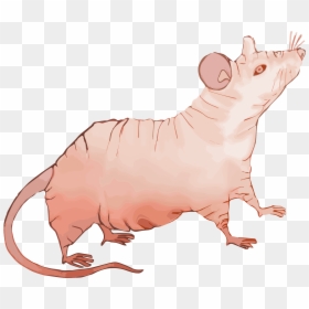 File - Nude-mouse - Nude Mouse Cartoon, HD Png Download - mouse.png