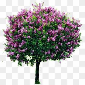 Flower Tree Png Images - Lila Nain Sur Tige, Transparent Png - tree cutout png