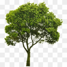 Transparent Elm Tree Png - Tree Png For Architect, Png Download - tree cutout png
