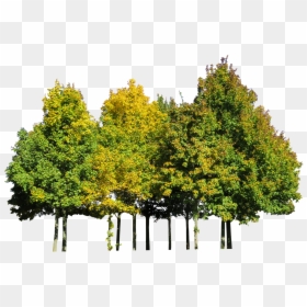 Transparent Tree Cutout Png - Autumn Tree Cut Out, Png Download - tree cutout png