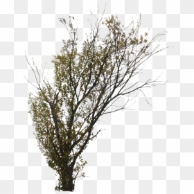Twig, HD Png Download - tree cutout png