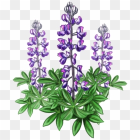 Lupine Bluebonnet Alaska Plant Violet - Lupine Png, Transparent Png - flower garden png