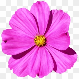 Plant,flower,garden Cosmos - Transparent Cosmos Flower Png, Png Download - flower garden png
