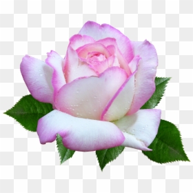 Rose, Flower, Garden, Cut Out - Hybrid Tea Rose, HD Png Download - flower garden png