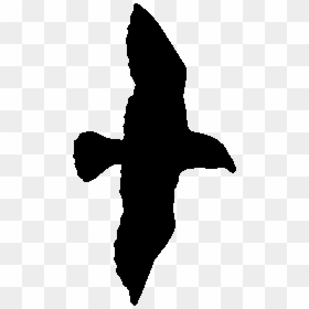 Sea Gull Clip Art Medium Size - Fish, HD Png Download - jesus silhouette png