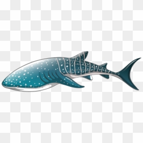 Whale Shark Png Clipart - Whale Shark Clipart, Transparent Png - cartoon shark png