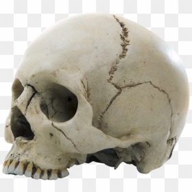 Skull - Example Of The Fixed Joint, HD Png Download - skeleton face png