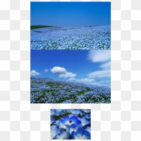 A Flower Field - Nemophila, HD Png Download - flower field png