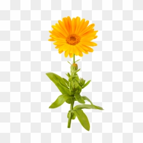 Marigold Png Picture - Marigold Clipart Transparent Background, Png Download - flower field png