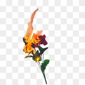 #roses #fire #flames #freetoedit - Transparent Rose On Fire Png, Png Download - fire flower png