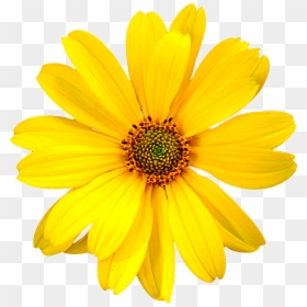 Flower Field Png, Transparent Png - flower field png