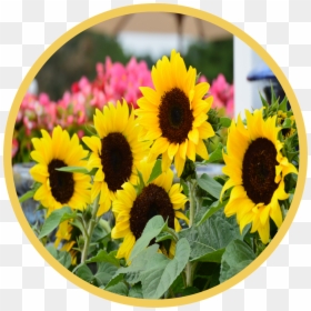 Sunflower, HD Png Download - flower field png