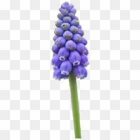 Grape Hyacinth, HD Png Download - flower field png