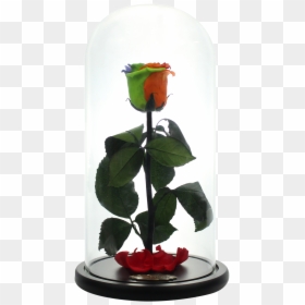 Transparent Glass Dome Png - Garden Roses, Png Download - glass dome png