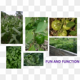 Vegetable Garden Png, Transparent Png - vegetable garden png