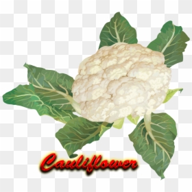 Cauliflower Png Hd - Cauliflower, Transparent Png - cauliflower png