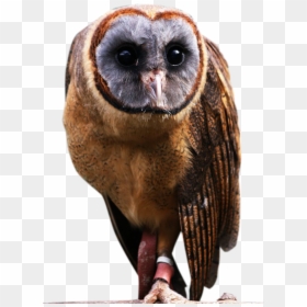 Ashy Faced Owl Png, Transparent Png - owls png