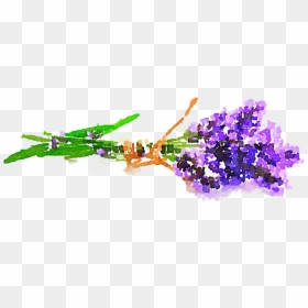 Lavender Clipart Watercolor - Kavender, HD Png Download - free watercolor png