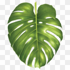Transparent Monstera Leaf Png - Monstera Philodendron, Png Download - monstera leaf png