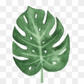 Deliciosa,tree,flower - Leaf Png Transparent Background, Png Download - monstera leaf png