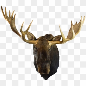 Transparent Moose Clipart - Deer Head Mount Transparent, HD Png Download - moose head png