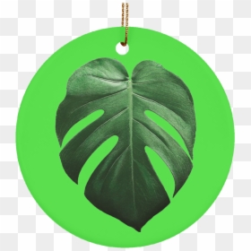 Monstera Leaves Монстера Постер, HD Png Download - monstera leaf png