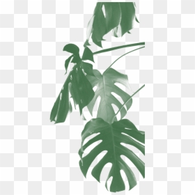 Swiss Cheese Plant Transparent, HD Png Download - monstera leaf png