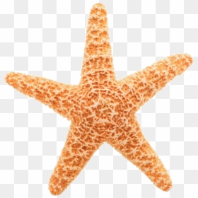 Pin Starfish Clipart Transparent Background - Sea Star No Background, HD Png Download - white star png transparent background