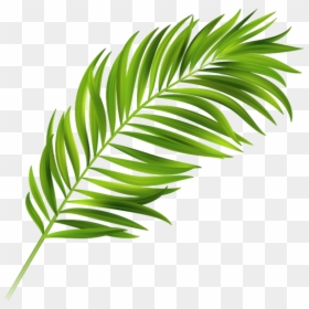Image Result For Palm Leaves - Leave Tropical Vector Free, HD Png Download - monstera leaf png
