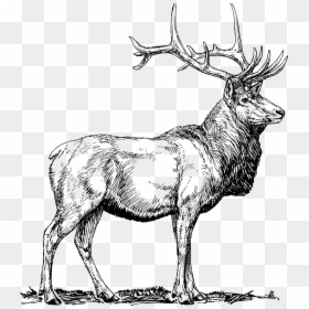 Elk Clip Art, HD Png Download - moose head png