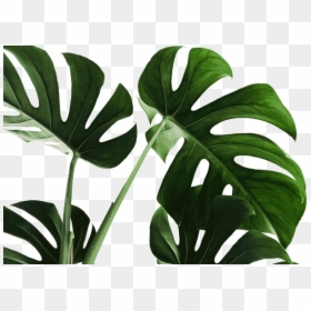 Wild Leaves, HD Png Download - monstera leaf png