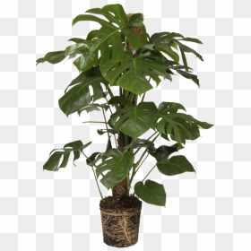 Split Leaf Philodendron - Monstera Deliciosa Png, Transparent Png - monstera leaf png