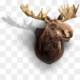 Reindeer, HD Png Download - moose head png