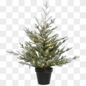 Christmas Tree In A Pot, With Led Lighting, - Christmas Tree, HD Png Download - christmas tree lights png
