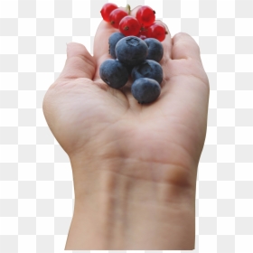 Berries In Hand Png, Transparent Png - blackberries png