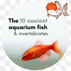 Aquarium, HD Png Download - fish tank png