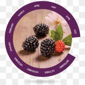 Boysenberry, HD Png Download - blackberries png